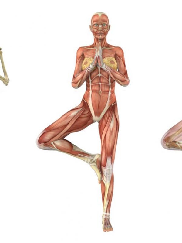 anatomia-del-yoga-1024×662 anatomia-del-yoga-1024x662